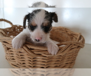 Chorkie Puppy for sale in FORT WAYNE, IN, USA