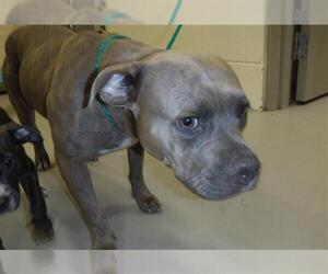 American Pit Bull Terrier-Unknown Mix Dogs for adoption in Sanford, FL, USA