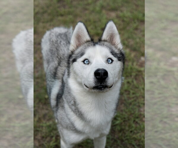 Medium Photo #4 Siberian Husky Puppy For Sale in Carrollton, TX, USA