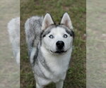 Small #3 Siberian Husky