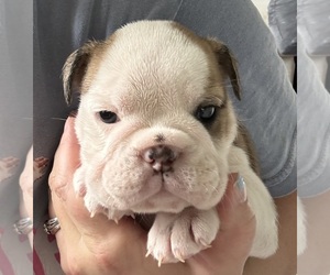 Medium English Bulldog