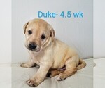 Puppy 1 Labrador Retriever