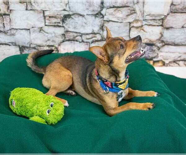 Medium Photo #4 Chihuahua-Unknown Mix Puppy For Sale in Kennesaw, GA, USA