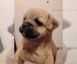 Small #2 Poodle (Toy)-Pug Mix