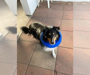 Mutt Dogs for adoption in Pueblo West, CO, USA