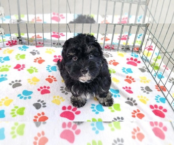 Medium Photo #9 Havanese Puppy For Sale in ORO VALLEY, AZ, USA