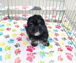 Small #8 Havanese