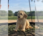 Small Photo #11 Goldendoodle Puppy For Sale in WESTMINSTER, SC, USA