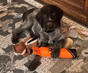 Wirehaired Pointing Griffon Puppy for Sale in SNOHOMISH, Washington USA