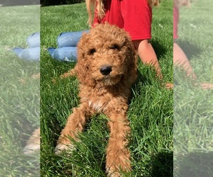 Pyredoodle Puppy for sale in PRESCOTT, WA, USA