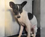 OWL - Male Mutt Dog for Adoption - Small photo