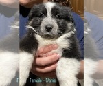 Small Photo #6 Australian Shepherd Puppy For Sale in PROSSER, WA, USA