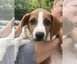 Small Photo #2 Labbe Puppy For Sale in Rockville, MD, USA