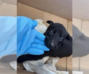 Labrador Retriever-Unknown Mix Dogs for adoption in San Antonio, TX, USA