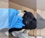 Small Labrador Retriever Mix