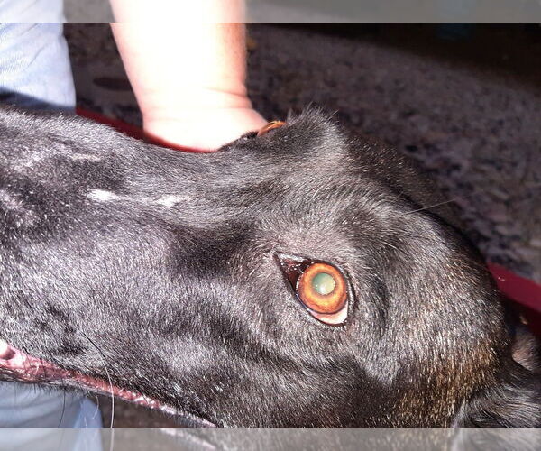 Medium Photo #4 Mutt Puppy For Sale in Imlay City, MI, USA