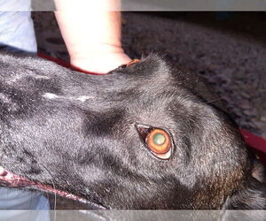 Bonnie Bell - Located in New Mexico - Female Mutt Dog for Adoption - Photo #4