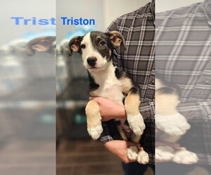 Border Collie-Boxer Mix Dogs for adoption in Dana Point, CA, USA