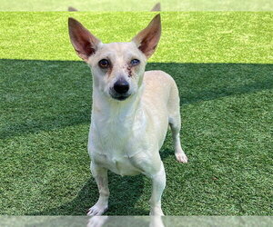 Chihuahua-Unknown Mix Dogs for adoption in Orange, CA, USA