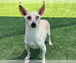 Small Chihuahua Mix