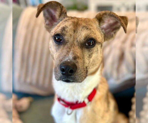 Medium Photo #1 Mutt Puppy For Sale in Canton, CT, USA