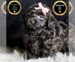 Small #7 YorkiePoo