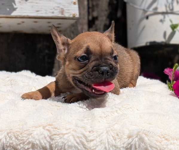 Medium Photo #10 French Bulldog Puppy For Sale in GOSHEN, IN, USA