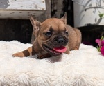 Small #8 French Bulldog