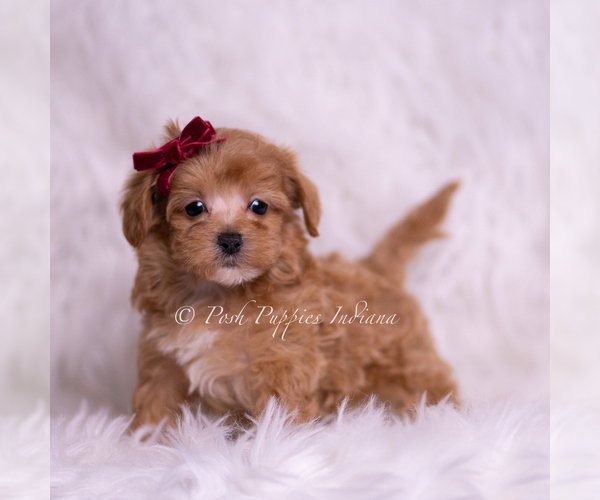 Medium Photo #70 Maltipoo (Miniature) Puppy For Sale in WARSAW, IN, USA