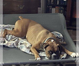 Boxer Dogs for adoption in Dumont, NJ, USA