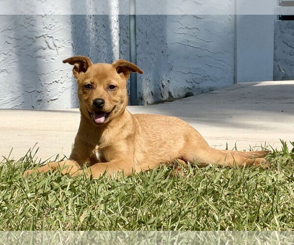 Medium Photo #2 Labrador Retriever-Unknown Mix Puppy For Sale in Royal Palm Beach, FL, USA