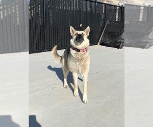 German Shepherd Dog-Huskies  Mix Dogs for adoption in Elk Grove, CA, USA