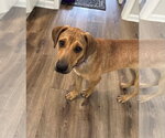 Small #3 Labrador Retriever Mix