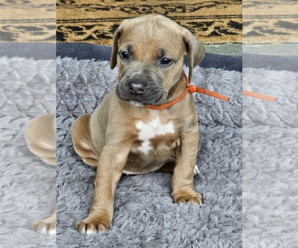 Medium Photo #2 Rhodesian Ridgeback Puppy For Sale in BUMPASS, VA, USA