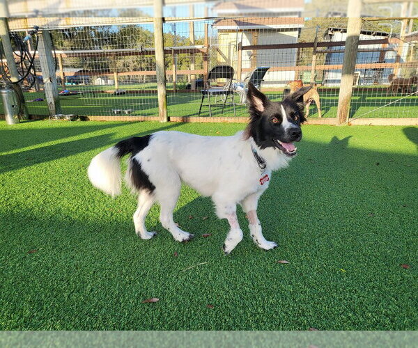 Medium Photo #1 Australian Shepherd-Unknown Mix Puppy For Sale in oakland, FL, USA