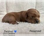 Puppy DaVinci Cavalier King Charles Spaniel