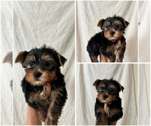 Yorkshire Terrier Puppy for sale in EXETER, CA, USA