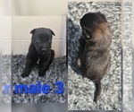 Puppy Puppy 3 Belgian Malinois