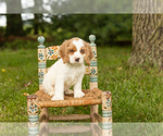 Puppy Sal Cocker Spaniel