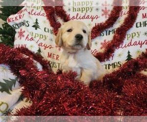 Golden Retriever Puppy for sale in DECKER PR, TX, USA