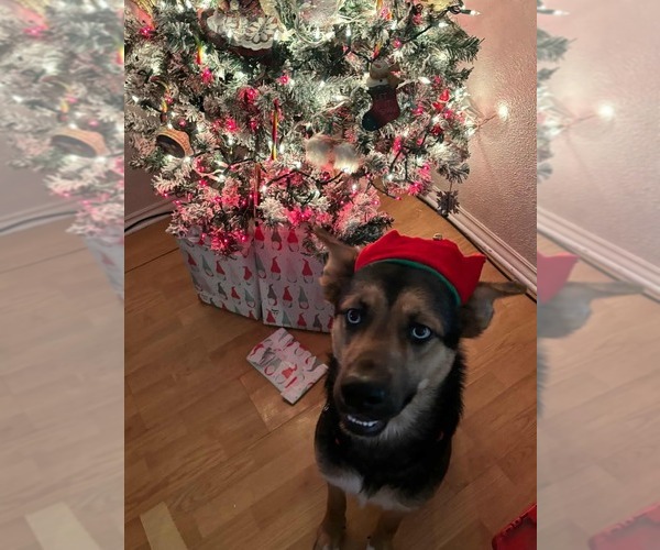 Medium Photo #2 Australian Shepherd-German Shepherd Dog Mix Puppy For Sale in INDIANAPOLIS, IN, USA