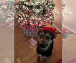 Small #1 Australian Shepherd-German Shepherd Dog Mix