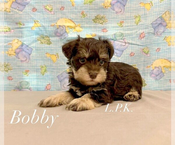 Medium Photo #1 Schnauzer (Miniature) Puppy For Sale in WINNSBORO, LA, USA