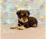 Image preview for Ad Listing. Nickname: Mini Bobby male