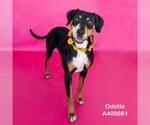 Small #1 Black and Tan Coonhound-Labrador Retriever Mix