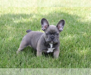 French Bulldog Puppy for sale in FREDERICKSBG, OH, USA