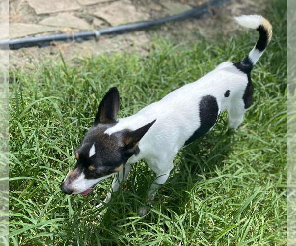Medium Photo #2 Rat-Cha Puppy For Sale in Princeton, MN, USA