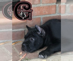 Small Photo #4 Cane Corso Puppy For Sale in CORONA, CA, USA