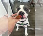 Small #9 American Pit Bull Terrier