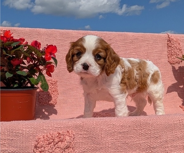 Medium Photo #2 Cavalier King Charles Spaniel Puppy For Sale in GOSHEN, IN, USA